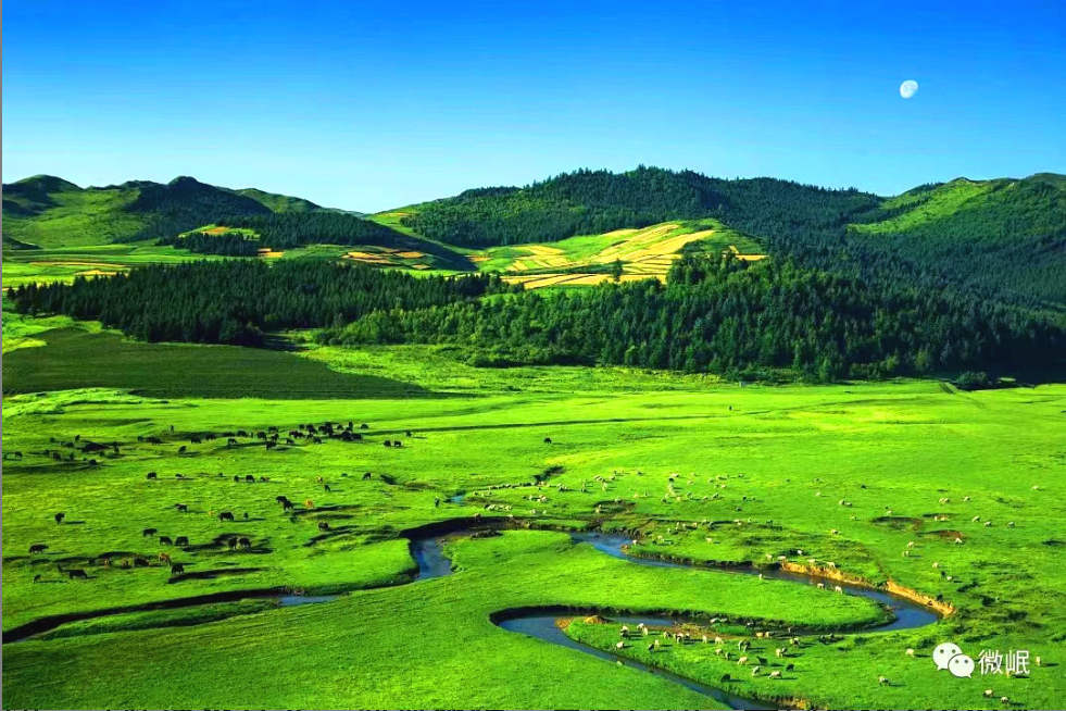 岷县草原牧羊美景